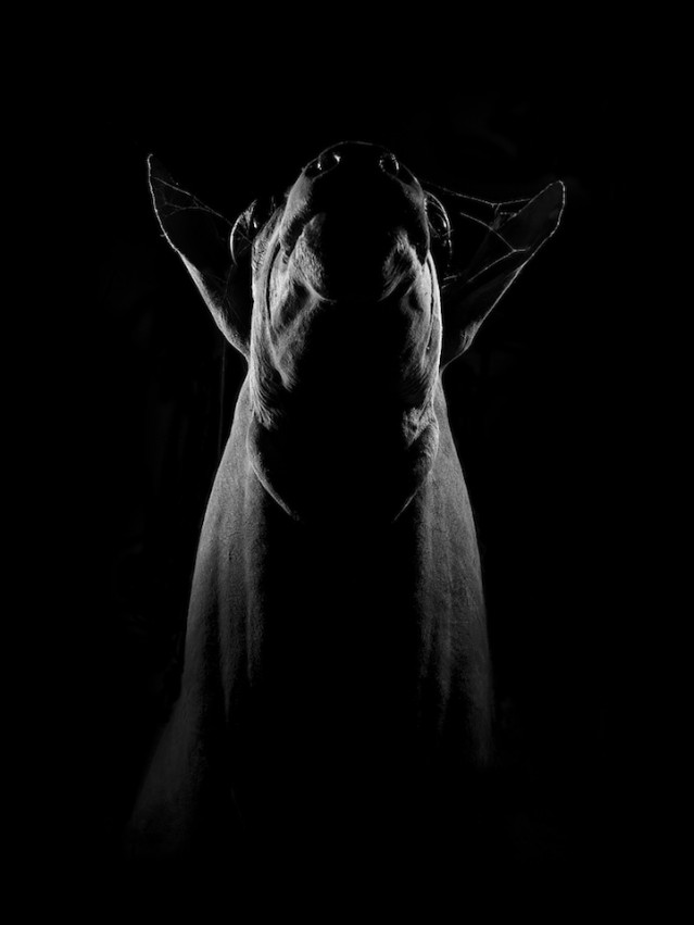 Dramatic Portraits of Animals – Fubiz Media