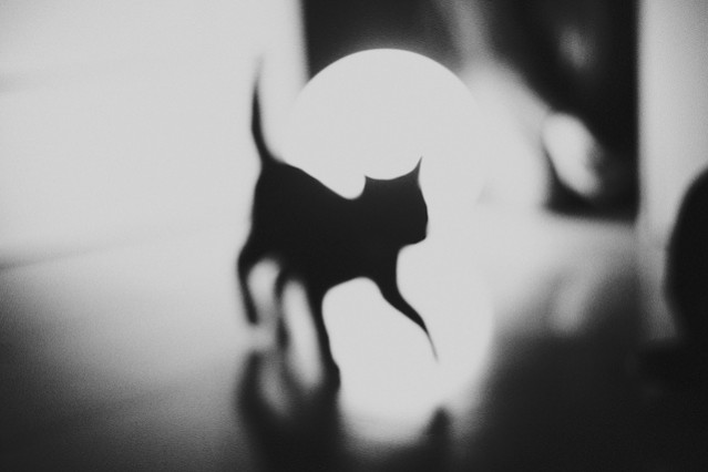 Photo Manipulations by Silvia Grav – Fubiz Media