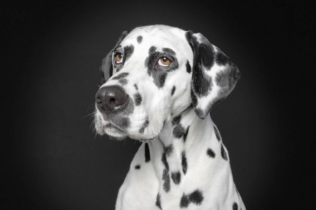 Portraits of Dogs With Human Expressions – Fubiz Media