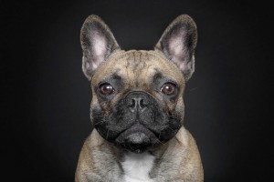 Portraits of Dogs With Human Expressions – Fubiz Media