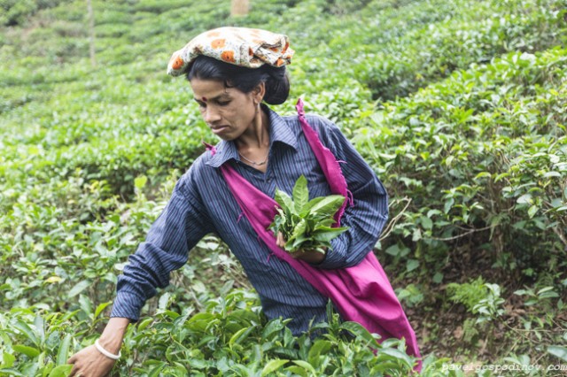 THE TEA PRODUCTION IN BANGLADESH – Fubiz Media