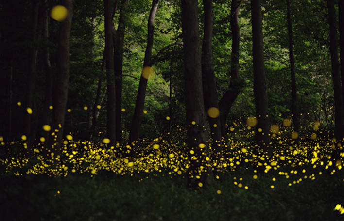 La forêt enchantée – Fubiz Media