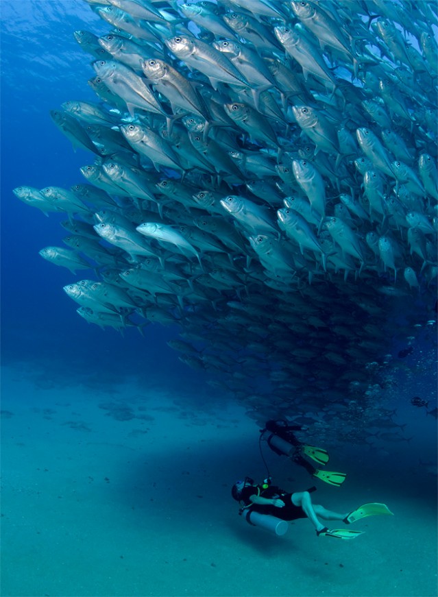 Fish Tornado – Fubiz Media