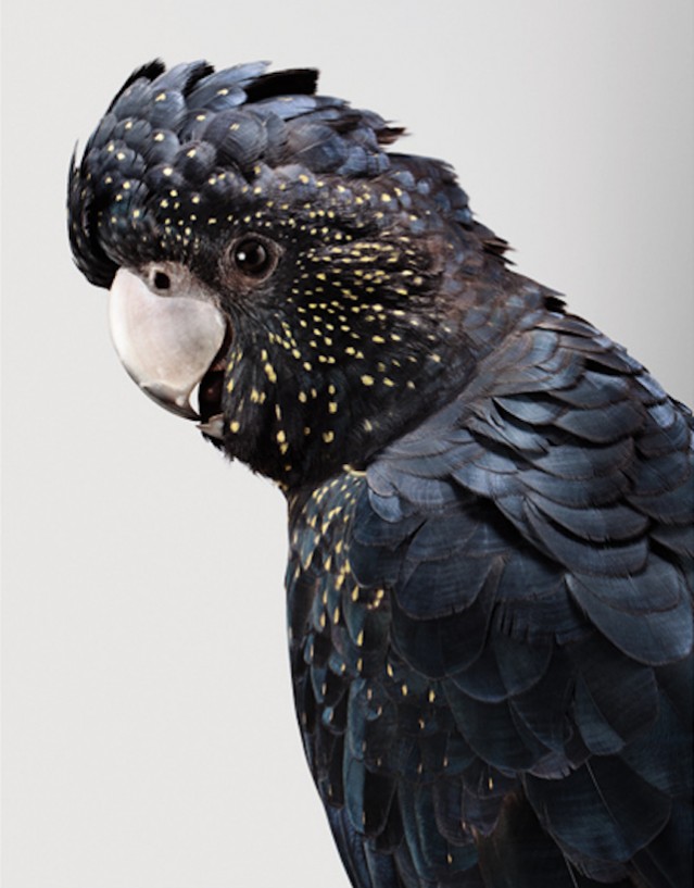 Birds Portraits by Leila Jeffreys – Fubiz Media