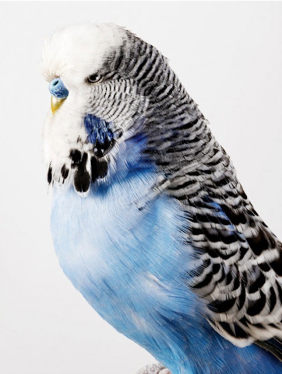 Birds Portraits by Leila Jeffreys – Fubiz Media