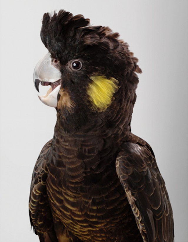 Birds Portraits by Leila Jeffreys – Fubiz Media