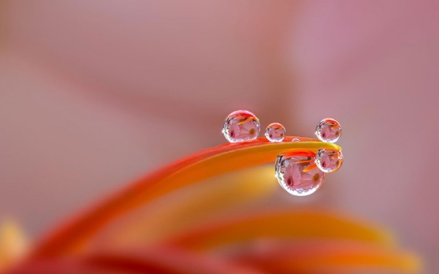 Macro Photography by Milki Asai – Fubiz Media