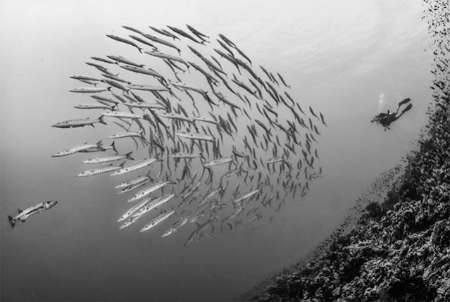 Best-of Underwater Photography on Fubiz – Fubiz Media