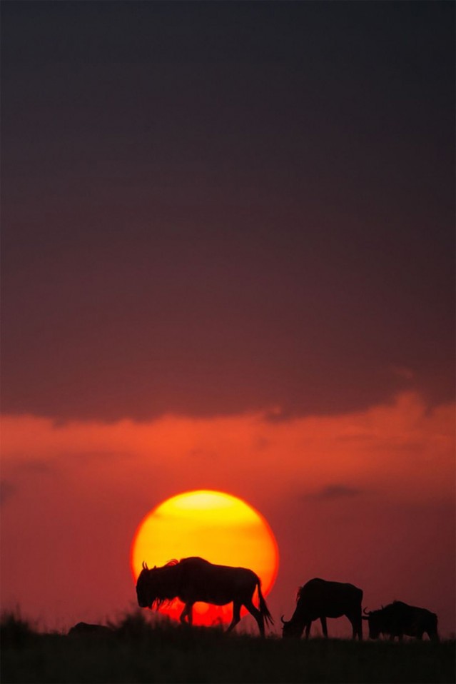 Fantastic Sunsets On The Masai Mara – Fubiz Media