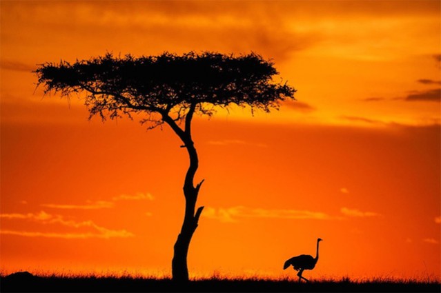 Fantastic Sunsets On The Masai Mara – Fubiz Media