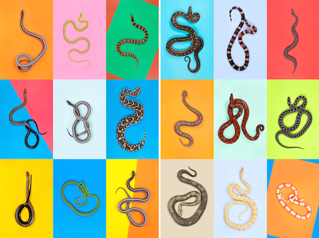 0-snakes