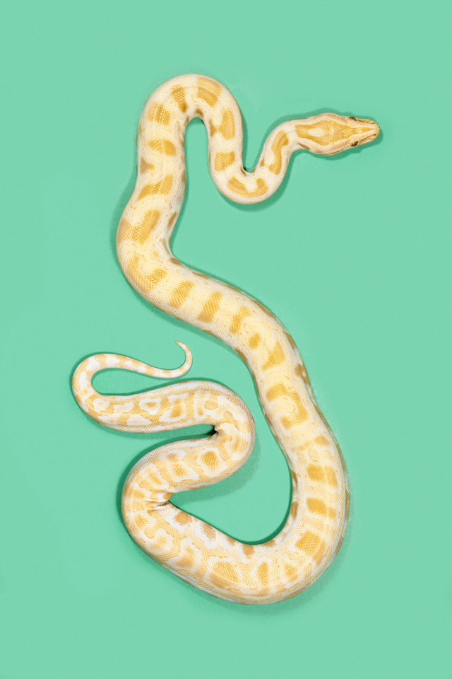 Albino Burmese Python - Python bivittatus