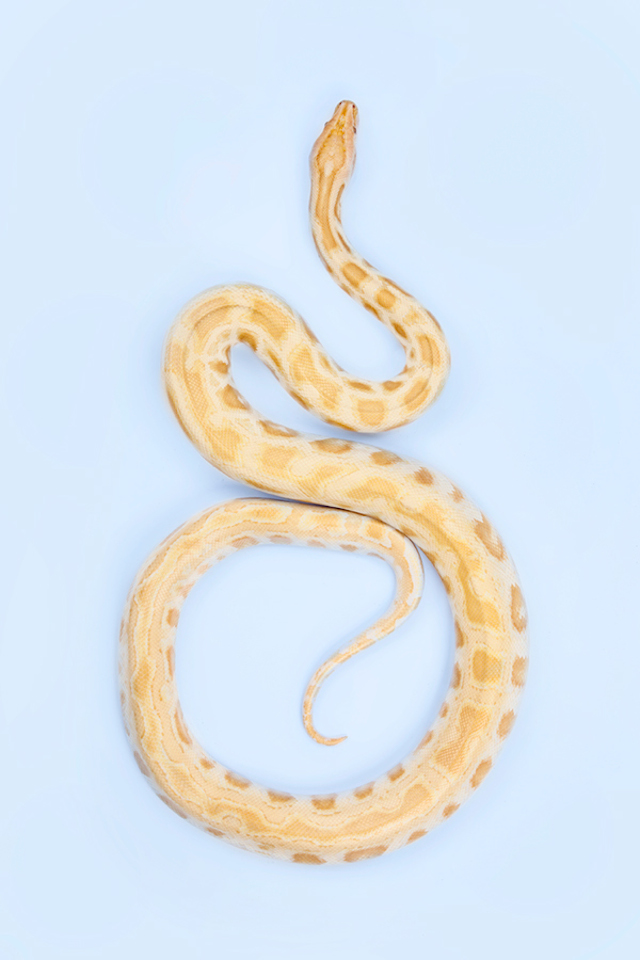 Albino Burmese Python - Python bivittatus2