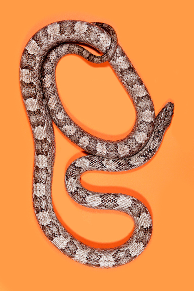 Grey Rat Snake - Pantherophis spiloides