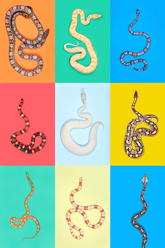 z-snakes-1