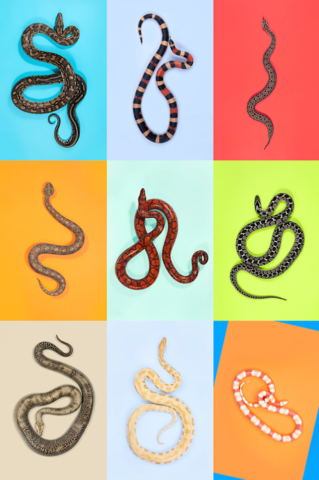 z-snakes-3