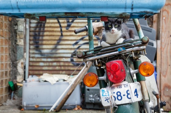 Neko Land – Cats In Japan – Fubiz Media