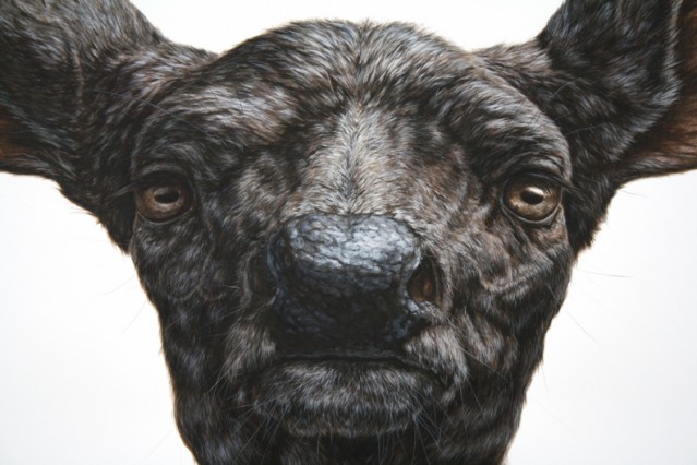 Hyperrealistic Animals Paintings Fubiz Media   Hyperrealistic Animals Paintings 15 639x426 