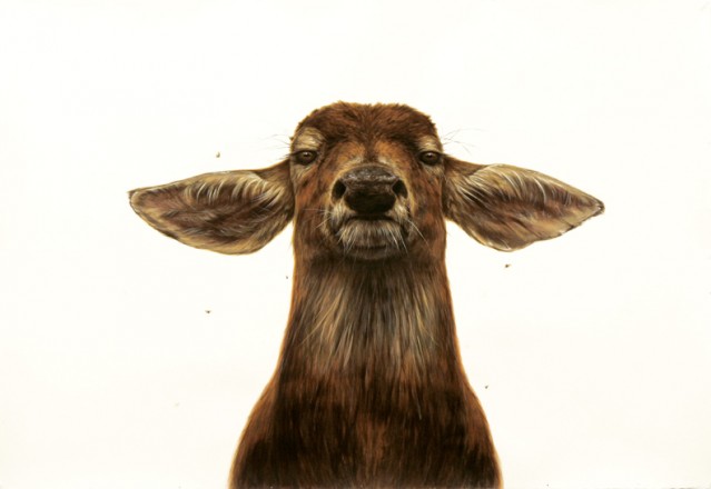 Hyperrealistic Animals Paintings Fubiz Media   Hyperrealistic Animals Paintings 8 639x440 