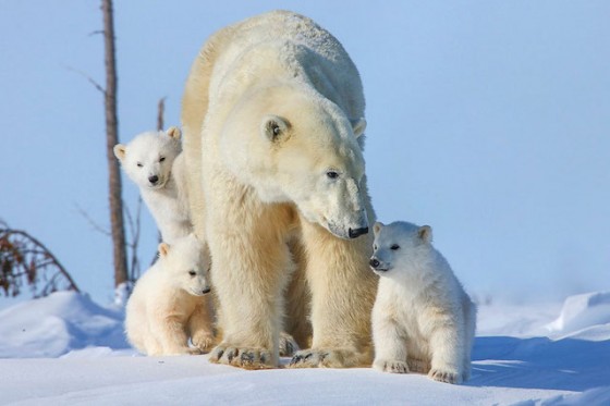 Amazing Polar Bears By David Jenkins – Fubiz Media