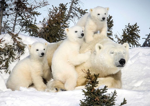 Amazing Polar Bears by David Jenkins – Fubiz Media