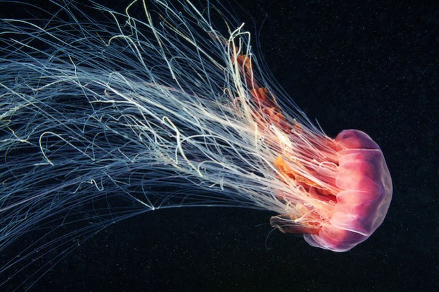 Impressive Jellyfish Photography – Fubiz Media