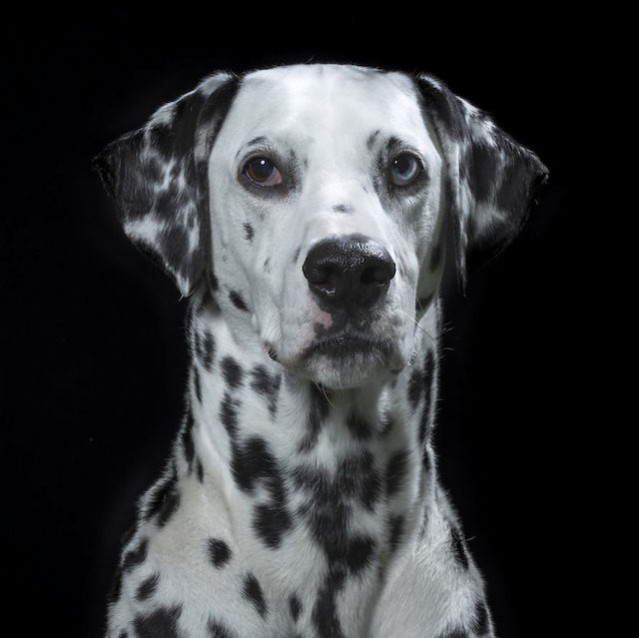 Animal Personal Portraits – Fubiz Media