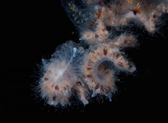 Glowing Creatures in Black Water – Fubiz Media