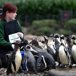 Animals at the London Zoo Photography – Fubiz Media