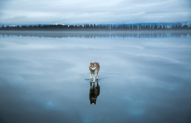 Siberian Husky On A Frozen Lake – Fubiz Media