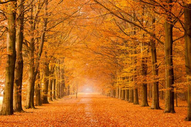 Autumn In The Netherlands Photograhy – Fubiz Media