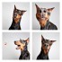 The Dogs Photo Booth – Fubiz Media