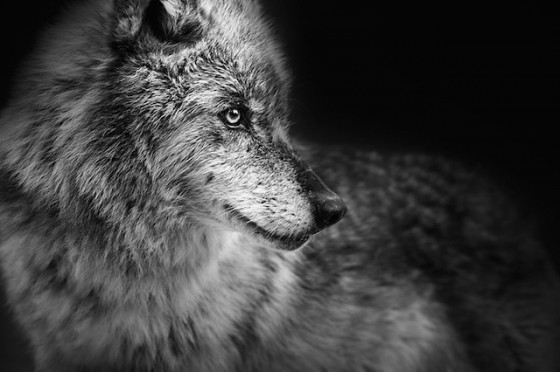 Imposing Animal Portraits – Fubiz Media