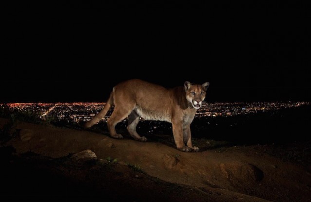 Wild Animals in Los Angeles – Fubiz Media