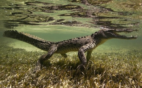 Fantastic Underwater Photography – Fubiz Media