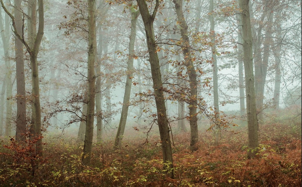 Woods Mystery Photography – Fubiz Media