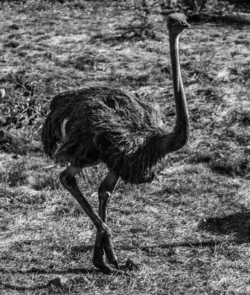 Black and White Safari Photography – Fubiz Media