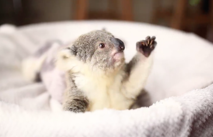 49,000+ Cute Baby Koalas Pictures