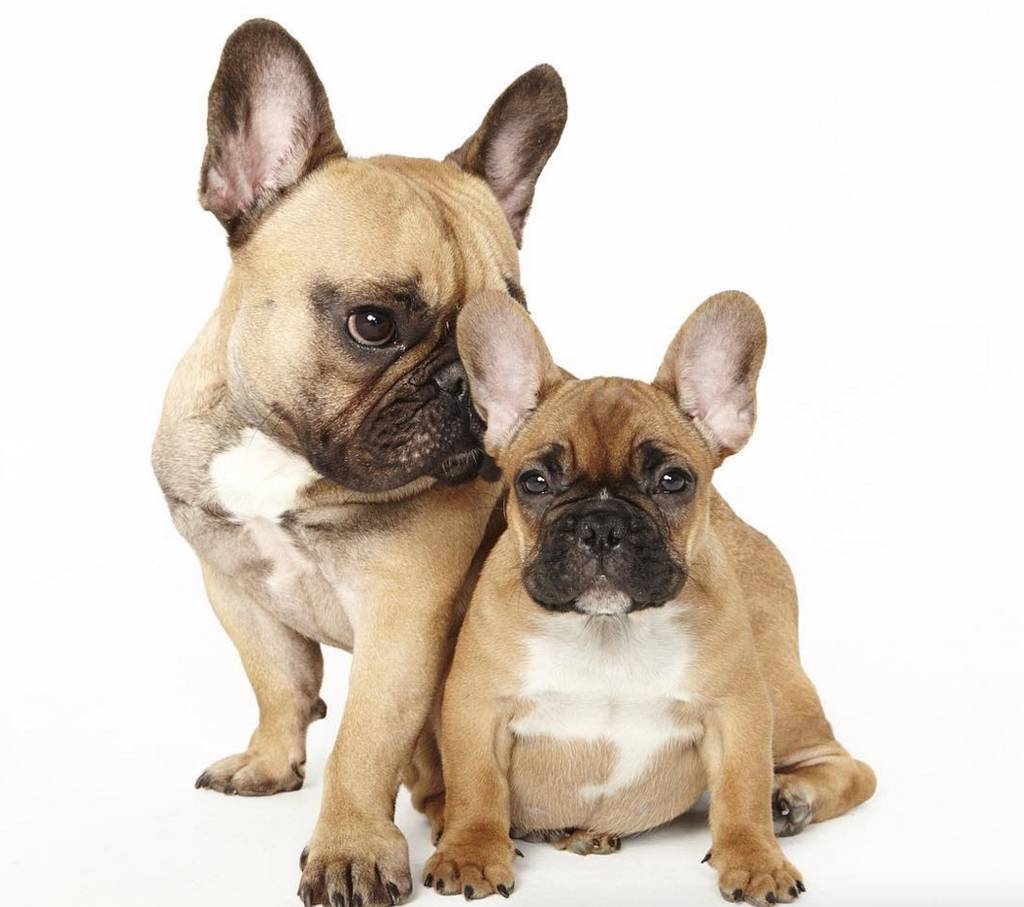 Adorable Pictures of Two Dogs Relationship – Fubiz Media