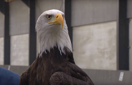 Dutch Police Recruits Eagles to Catch Drones