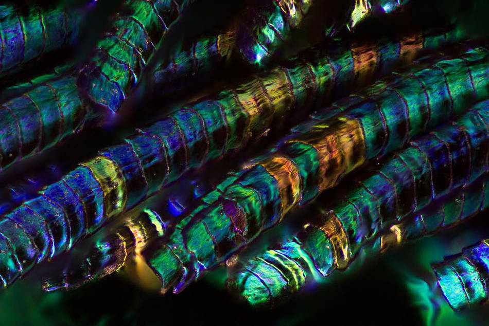 Macro Pictures of Peacock Feathers – Fubiz Media