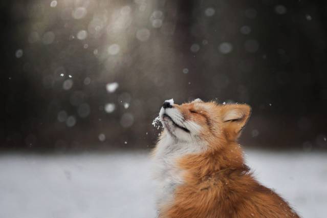 Enchanting Portraits of a Red Fox – Fubiz Media