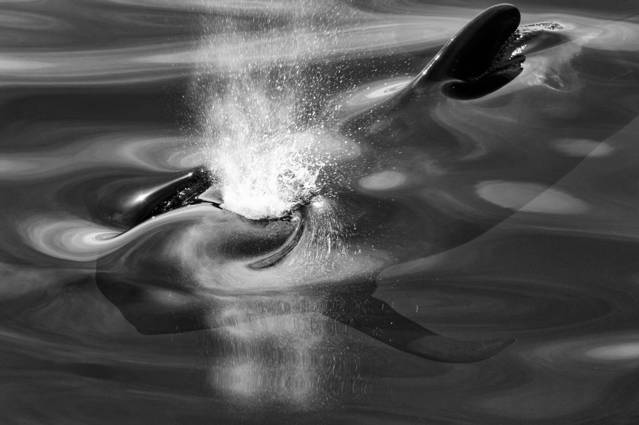 Dreamlike Portraits of Whales & Dolphins – Fubiz Media