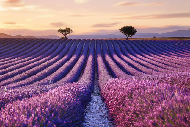 Stunning Pictures of Lavender Fields – Fubiz Media