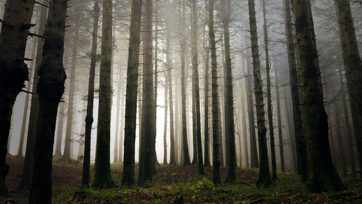 The Beauty of the Casentino Forests – Fubiz Media