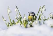 The Winners Of The British Wildlife Photography Awards 2019 – Fubiz Media