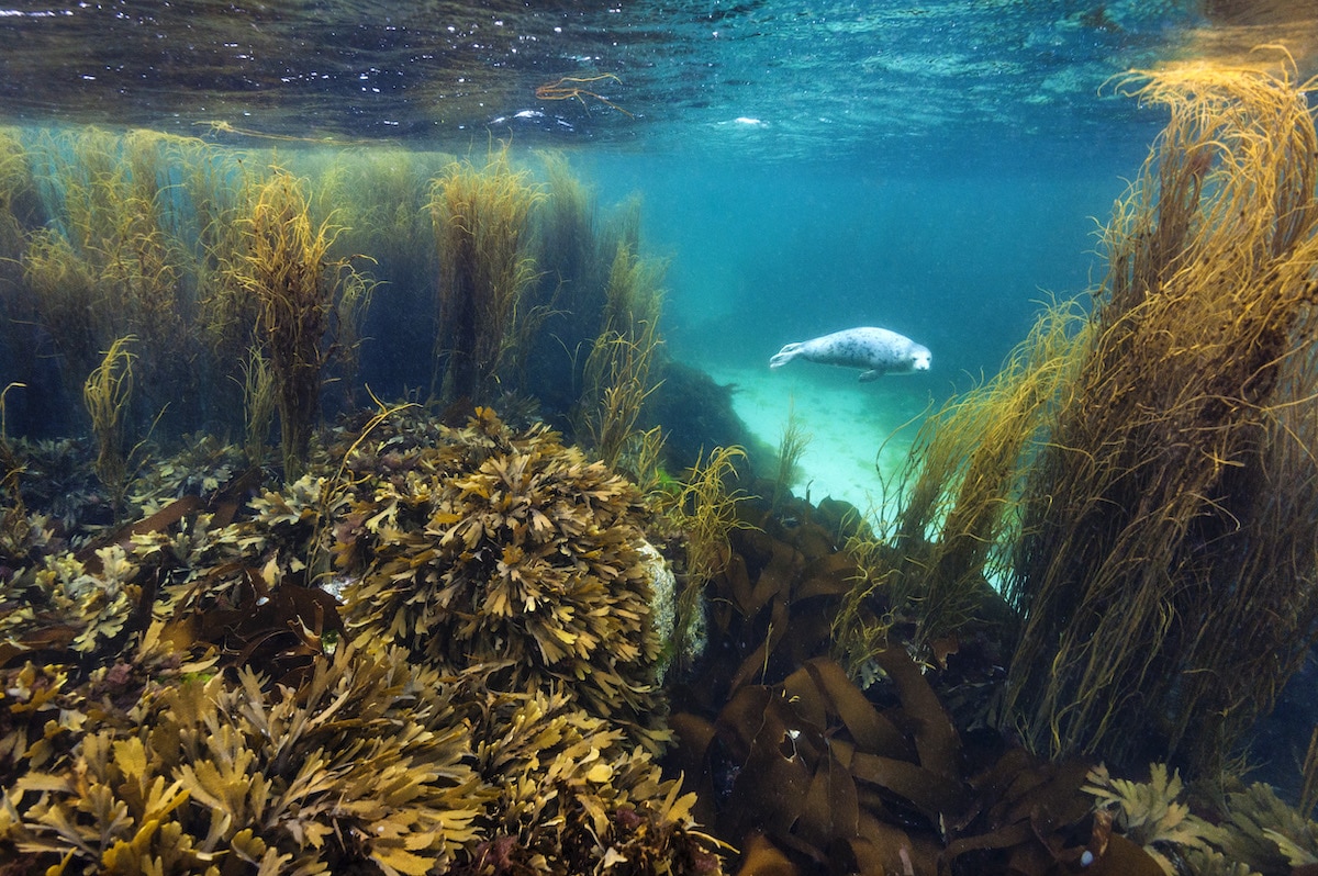 British Wildlife Photography Awards coast and marine winner for 