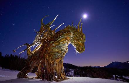 Sculptor Creates Wooden Dragon from Storm-Destroyed Trees
