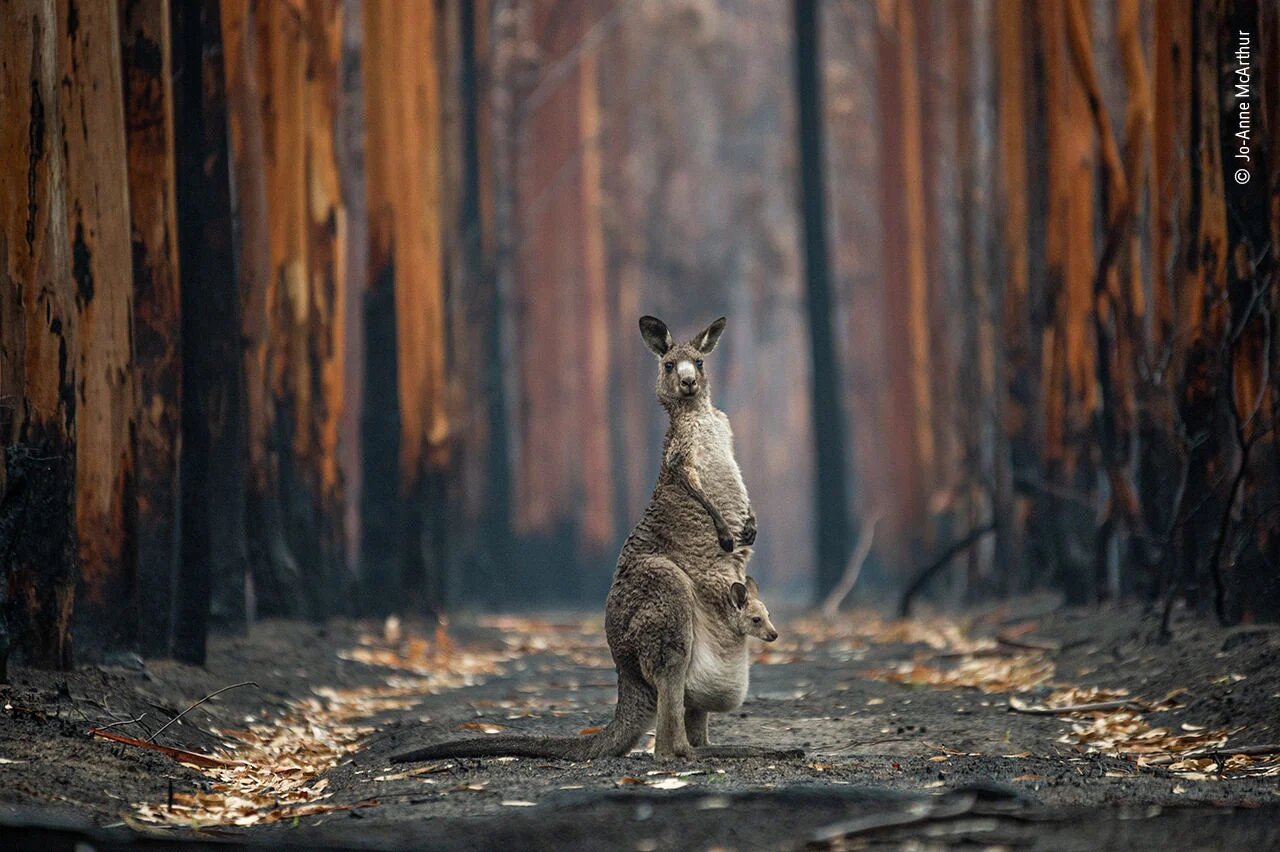 World Wildlife Photographer Of The Year 2024 Winners List - Karly Martica